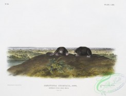 mammals-07083 - 2374-Condylura cristata, Common Star-nose Mole, Natural size