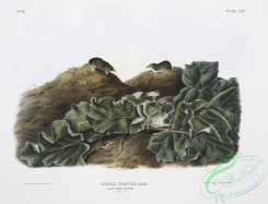 mammals-07084 - 2375-Sorex parvus, Say's Least Shrew, Natural size