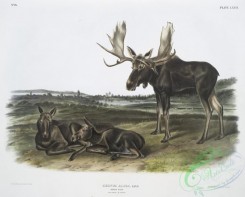 mammals-07090 - 2381-Servus alces, Moose Deer, Old male , young