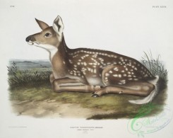 mammals-07095 - 2386-Cervus Virginianus, Common American Deer, (Fawn, Natural size,)