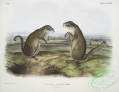 mammals-07098 - 2389-Spermophilus Franklinii, Franklin's Marmot Squirrel, (Male , female, Natural size,)