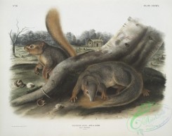 mammals-07102 - 2394-Sciurus Sayi, Say's Squirrel, (Natural size,)