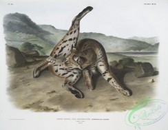 mammals-07105 - 2397-Lynx rufus, var, maculatus, Texan Lynx, (Female,)
