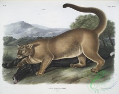 mammals-07109 - 2401-Felis concolor, The Cougar, (Male,)