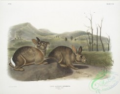 mammals-07120 - 2414-Lepus Bachmani, Bachman's Hare, Natural size