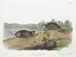 mammals-07122 - 2416-Pseudostoma talpoides, Mole-shaped Pouched Rat, Natural size