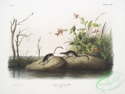 mammals-07137 - 2431-Sorex palustris, American Marsh Shrew, Males, Natural size