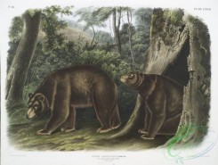 mammals-07139 - 2433-Ursus Americanus, var, Cinnamonum, Cinnamon Bear, Male , female