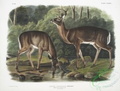 mammals-07148 - 2442-Cervus Virginianus, Common or Virginian Deer, Old male , female