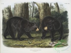 mammals-07153 - 2447-Ursus Americanus, American Black Bear, Male , female