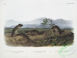 mammals-07156 - 2450-1, Arvicola Townsendii, Townsend's Arvicola, 2, Arvicola nasuta, Sharp-nosed Arvicola, Natural size, 3, Mus riparius, Bank Rat, Natural size