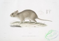 mammals-07171 - 2209-Neotome de la Floride, Neotoma Floridana