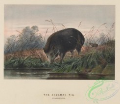 mammals-08327 - Andaman Pig, sus andamanensis