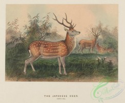 mammals-08336 - Japanese Deer, cervus sika