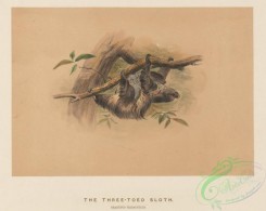 mammals-08347 - Three-toed Sloth, bradypus tridactylus