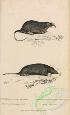 mammals_bw-00020 - 007-Desman of the Pyranees, mygale pyrenaica, Condylure or Radiated Mole, talpa christata