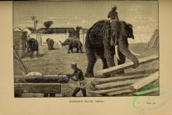 mammals_bw-00133 - 002-Elephant