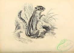 mammals_bw-00310 - 014-sciurus quadrivittatus, Colorado Chipmunk, tamias quadrivittatus