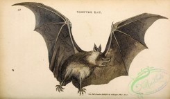 mammals_bw-00367 - 043-Vampyre Bat