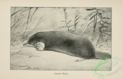 mammals_bw-00657 - 029-Common Mole