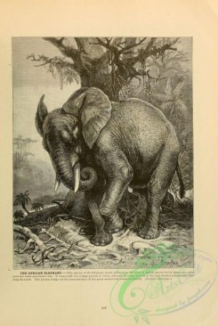 mammals_bw-00738 - 081-African Elephant