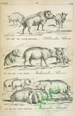 mammals_bw-00770 - 017-Wild Boar or Eurasian Wild Pig or Ryukyu Islands Wild Pig, sus scrofa