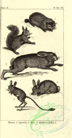 mammals_bw-00843 - 011-Marmot, Squirrel, Hare, Rabbit, Jerboa