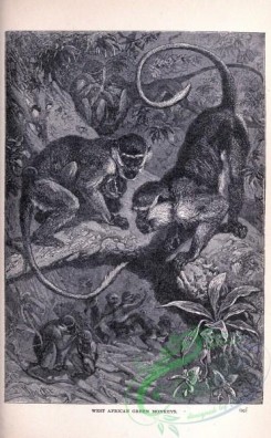 mammals_bw-00851 - 003-West African Green Monkey