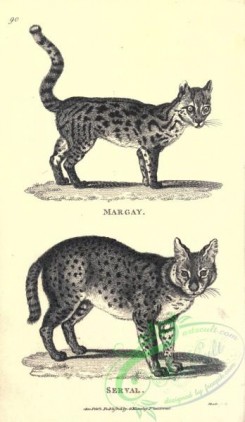mammals_bw-00988 - 008-Serval, Margay