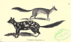mammals_bw-00996 - 016-Viverrine Opossum