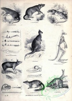 mammals_bw-01162 - 008-Long-nosed Bandicoot, Yapock Opossum, Great Kangaroo, Chaeropus, Banded Myrmecobius