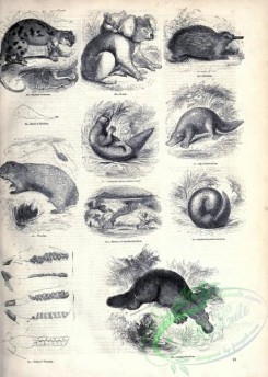 mammals_bw-01164 - 010-Spotted Couscous, Koala, Echidna, , Wombat, Duckbill
