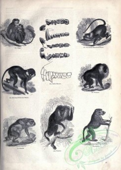 mammals_bw-01172 - 018-Lesser White-nosed Monkey, Wanderoo, Collared White-eyelid Monkey, Toque, Chacma, Bhunder, Wanderoo