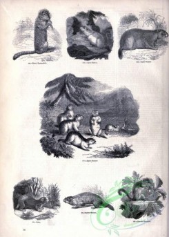 mammals_bw-01181 - 027-Parry's Spermophile, Alpine Marmot, Bobac, Quebec Marmot, Common Dormouse