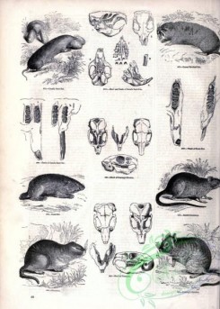 mammals_bw-01187 - 033-Canada Sand-Rat, Camas Pouched-Rat, Coast-Rat, Rabbit Cereomys, Tucutuco, Cuming's  Octodon