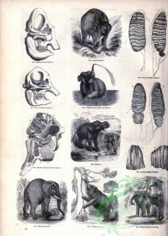 mammals_bw-01193 - 039-Asiatic Elephant, African Elephant