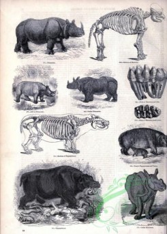 mammals_bw-01197 - 043-Rhinoceros, Hippopotamus