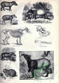 mammals_bw-01200 - 046-American Tapir, Indian or Malay Tapir, Hyrax, Indian Tapir