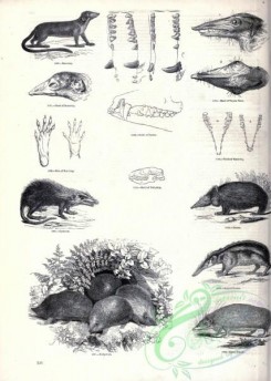 mammals_bw-01271 - 117-Tenrec, Gymnure, Hedgehog