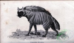 mammals_bw-01295 - 018-Striped Hyaena
