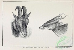 mammals_bw-01489 - 007-Neilgherry Goat, Muntjac