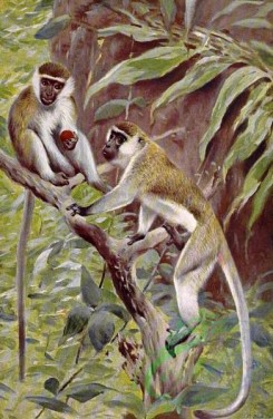 mammals_full_color-00039 - Abyssinian Green Monkey