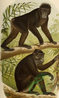 mammals_full_color-00044 - cynopithecus hecki, cynopithecus tonsus