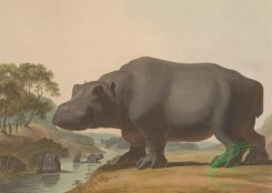 mammals_full_color-00060 - Hippopotamus