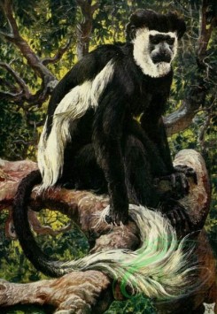 mammals_full_color-00114 - Common Colomus Monkey of Central Africa, colobus occindentalis