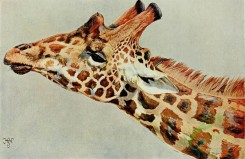 mammals_full_color-00115 - Five-horned Giraffe