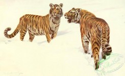 mammals_full_color-00195 - Tiger