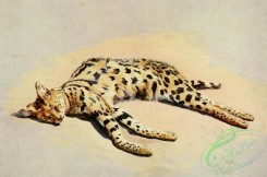 mammals_full_color-00302 - Serval Cat
