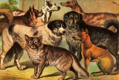 mammals_full_color-00323 - Esquimaux Dog, Danish Dog, Newfoundland, Dingo Wild Dog, Irish Greyhound, Thibet Dog, Dhole wild Dog