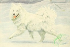 mammals_full_color-00398 - Siberian Reindeer Dog or Samoyed, Chow-Chow or Chow 2